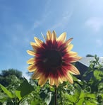 Bridget Cutler Henderson - Facebook