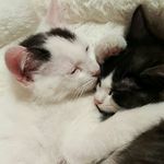 Bridget (Minnie)Darcy( Mickey) - @bridgetanddarcy - Instagram