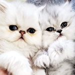 Persian Diary - @bridget.jones.and.mr.darcy - Instagram