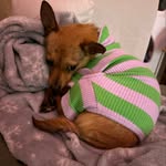 bridget pompy vargas-diaz - @mydawgterbridget - Instagram
