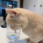 忌廉色英國短毛貓 - @bridgetdurham11 - Instagram