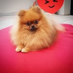 BRIDGET EDEN JONES - @pomerania_spitz_dogblogger - Instagram