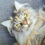 Bridget Forrester - @bridget_princess_of_maincoons - Instagram