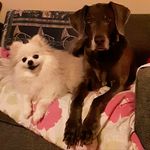 Bridget Frazier Harrison - @lulablu_and_diamond_2 - Instagram