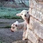 Bridget Gooden - @goodenbridget - Instagram