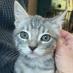 Bridget Holmes - @katmeowmix11 - Instagram