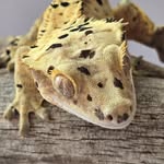 Bridget Hood - @your.crestie.bestie - Instagram