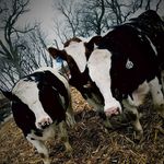 Bridget at Kasper Beef - @kasperbeef - Instagram