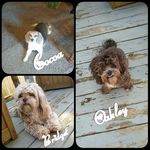 Abby and Ellie - @cocoa_bridget_and_oakley - Instagram