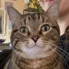 Bridget Phipps - @widgetphish - TikTok