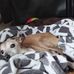 Bridget Robillard - Facebook