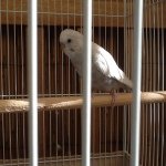 Bridget Rogers - @smidgie_the_animal_lover - Instagram