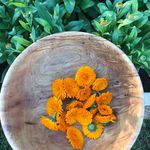 Bridget Muller Sampson - @physicaherbals - Instagram