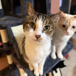 Bridget Stephenson - @fivecatmom - Instagram