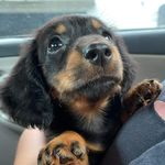 Bridget🐶Troy🐶Trudis - @bridgetthesausageandkids - Instagram