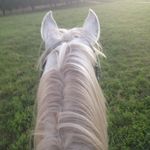 Bridget Venables  Horse Rider🐴 - @bridget_venables2005 - Instagram