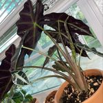 Bridgett Henderson - @myplants824 - Instagram