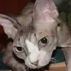 bridgetteross - @bridgetteross - TikTok