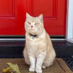 Bridget Knox - @cats_of_west_st - Instagram