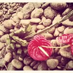 bridgette knox - @bridgetteknoxphotography - Instagram