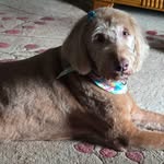 Bridget Hogan Langley - @mswazoo - Instagram
