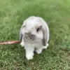 Bridgette May - @bridgettemaybun - TikTok