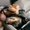 Brie Nelson - @duke_theaussiepyre - TikTok