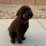 Brie Stevens - @briebarbet - Instagram