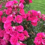 Brigid Baker - @brigid.baker.66 - Instagram