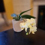 Brigid Evans - @belligerid - Instagram