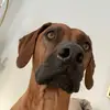 brigidsullivan_ - @brigidsullivan_ - TikTok