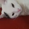 Brigid Walsh - @brigid.walsh1 - TikTok