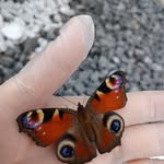 Brigitte Bertrand - @brigitte.bertrand.167 - Instagram