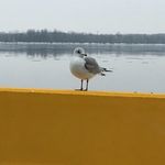 Brigitte Gagnon - @brigitte.gagnon.12327 - Instagram
