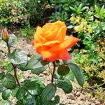 Brigitte Martin - @brigitte35470 - Instagram