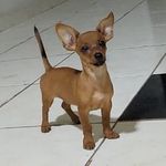 Brigitte Dog Queen - @brigittequeen1 - Instagram