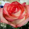 Brigitte Ross - @brigitte.ross3 - TikTok