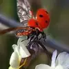 brigittederossi - @brigittederossi - TikTok