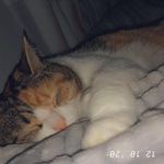 Brigitte Roy - @brigitte.roy.5 - Instagram