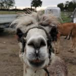 Brigitte Schiller - @schiller770 - Instagram