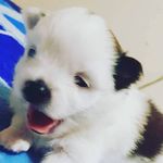 Spitz Brigitte Stark - @spitzbrigitte - Instagram