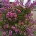 Brigitte Thomas - Facebook