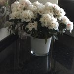 Brigitte Werner - @buput_werner - Instagram