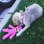 Brinlee Grace Kelley - @brinlee.thepup - Instagram