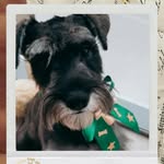 Britney Grace - @britney_schnauzer - Instagram