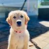 britney.grace_ - @britney.grace_4 - TikTok