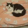 Britney Russell - @britney.russell5 - TikTok