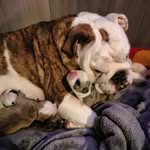 BrittStone_ bulldog - @brittstone_bulldog - Instagram