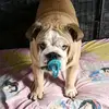 brittstone bulldog - @brittstone.bulldo - TikTok