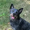 SAHM | Dog training hobbyist - @britt.stone2024 - TikTok